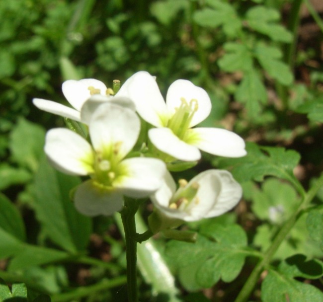 Cardamine graeca